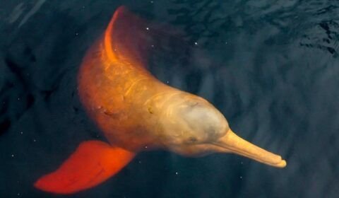 amazonia-em-alerta-lagos-estao-atingindo-temperaturas-extremas-causando-a-morte-de-centenas-de-botos-1721074549155_1024