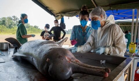 boto-amazonia-1536x1097