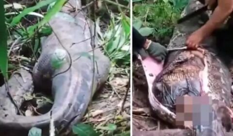 montagem-mulher-e-encontrada-dentro-de-cobra-1jyds7h5g5tnq