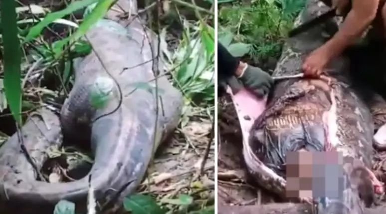 montagem-mulher-e-encontrada-dentro-de-cobra-1jyds7h5g5tnq