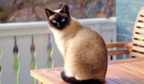 descubra-os-segredos-para-ter-um-gato-siames-feliz-em-casa-pixabay