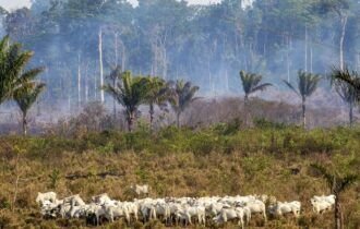 gado-amazonia-000_1va42r