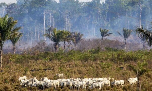 gado-amazonia-000_1va42r