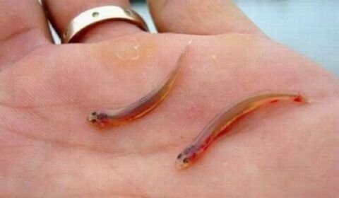 candiru-o-peixe-vampiro-de-aguas-doces-e-dificil-de-enxergar-a-olho-nu-1653155139749_v2_900x506