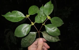 siphoneugena_carolynae_foto_thiago_fernandes_jardim_botanico_do_rio