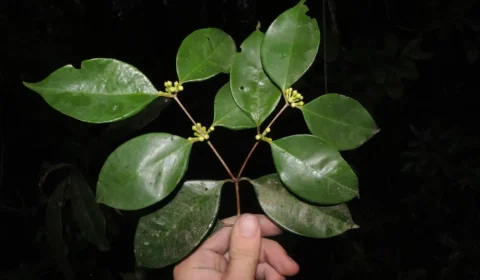 siphoneugena_carolynae_foto_thiago_fernandes_jardim_botanico_do_rio