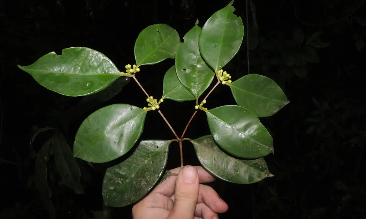 siphoneugena_carolynae_foto_thiago_fernandes_jardim_botanico_do_rio