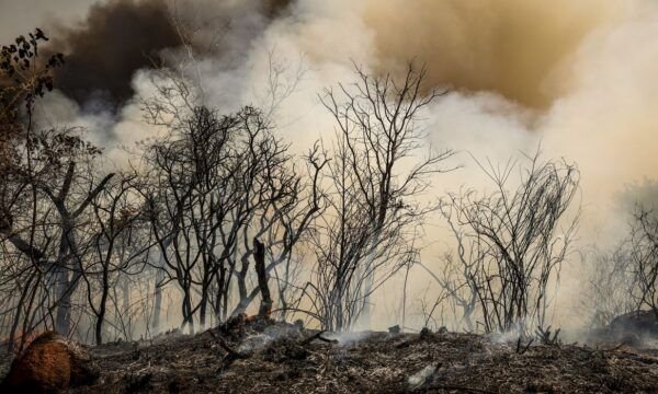 incendio-florestal-bsb2_mcamgo_abr_24082024-2_8