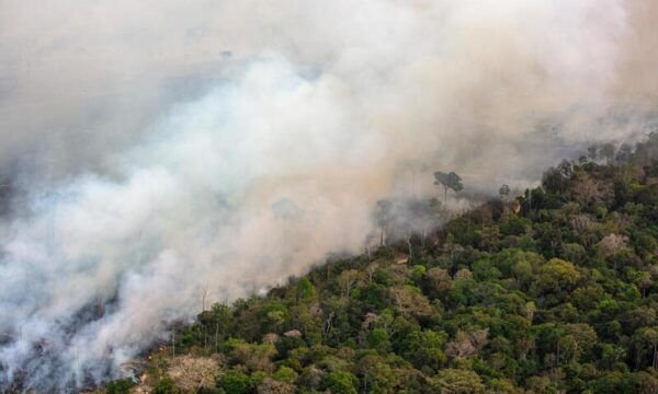 monitoring-of-deforestation-and-fires-in-the-amazonmonitoramento-de-desmatamento-e-fogo-na-amazonia-em-julho-de-2024