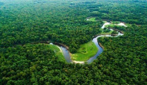 floresta-amazonica-1700228312563_v2_900x506