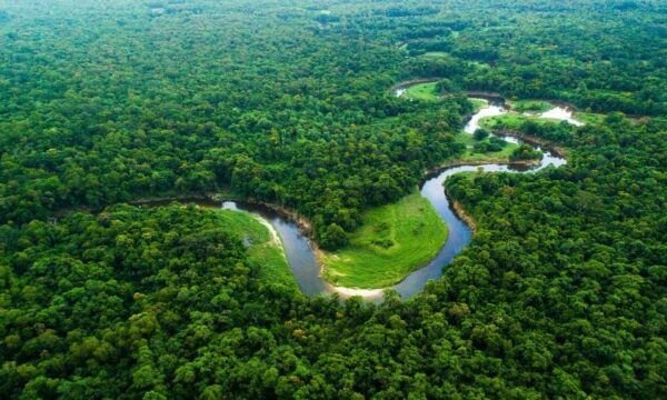 floresta-amazonica-1700228312563_v2_900x506