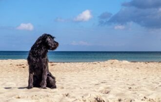 cuidados-com-pets-no-verao-pre