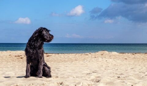 cuidados-com-pets-no-verao-pre