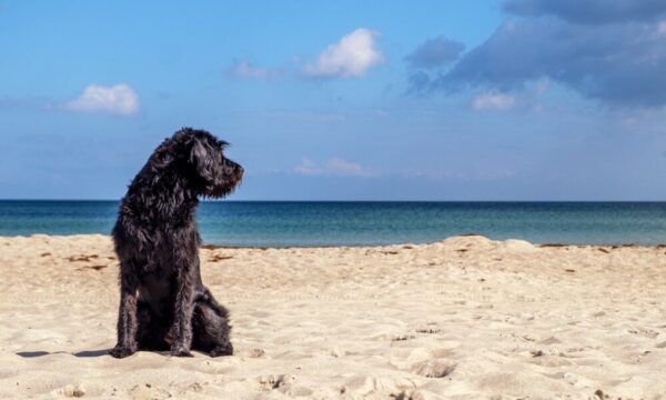 cuidados-com-pets-no-verao-pre