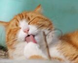 gatos-precisam-de-banho-saiba-