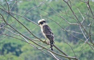 programa-de-reflorestamento-em