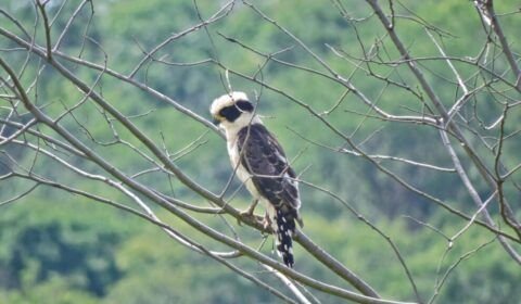 programa-de-reflorestamento-em