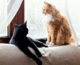 animais-de-estimacao-em-aparta