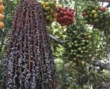 obtencao-alimentos-vegetal-4