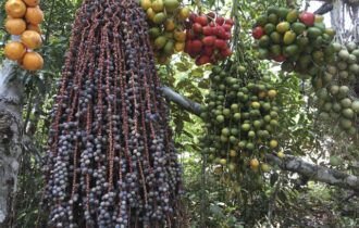 obtencao-alimentos-vegetal-4