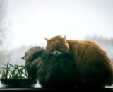 Frio intenso aumenta riscos para cães e gatos no Brasil
