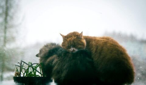 Frio intenso aumenta riscos para cães e gatos no Brasil