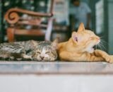 transplantes-em-pets-exigem-co