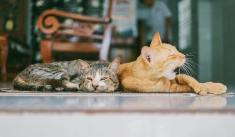 transplantes-em-pets-exigem-co
