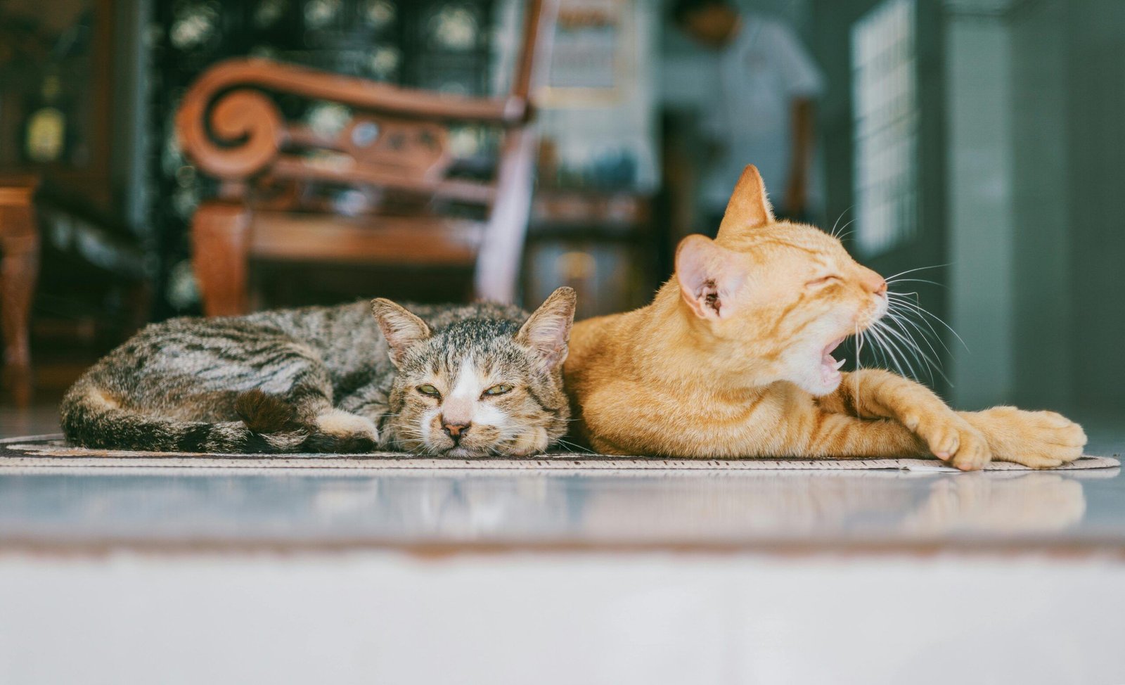 transplantes-em-pets-exigem-co
