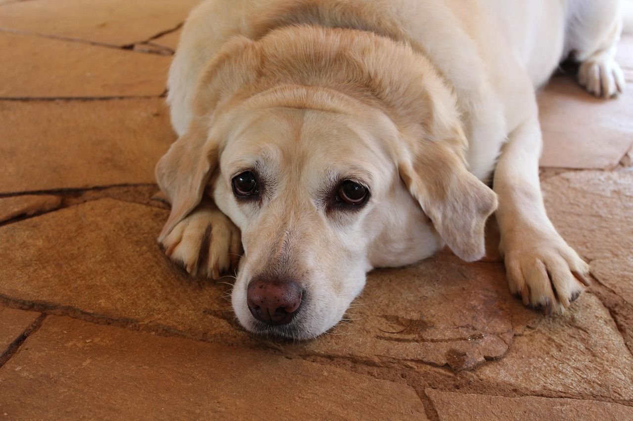 diabetes-em-pets-exige-atencao