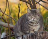 diabetes-em-pets-exige-atencao