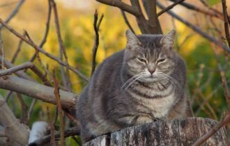 diabetes-em-pets-exige-atencao