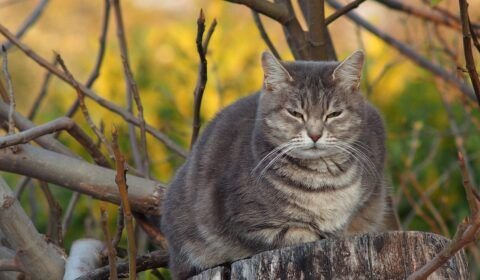 diabetes-em-pets-exige-atencao