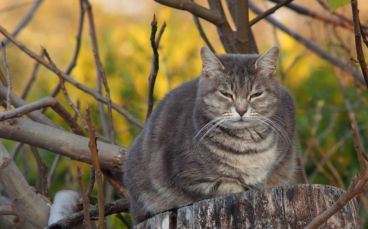 diabetes-em-pets-exige-atencao