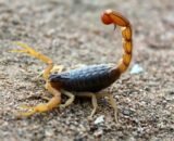 cresce-o-alerta-para-acidentes-com-escorpioes-que-atingem-animais-de-estimacao-pexels-1