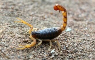 cresce-o-alerta-para-acidentes-com-escorpioes-que-atingem-animais-de-estimacao-pexels-1