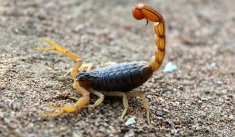 cresce-o-alerta-para-acidentes-com-escorpioes-que-atingem-animais-de-estimacao-pexels-1