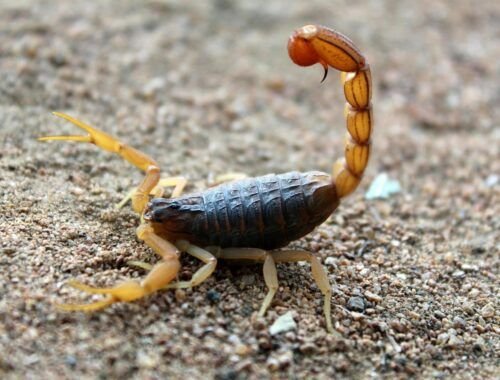 cresce-o-alerta-para-acidentes-com-escorpioes-que-atingem-animais-de-estimacao-pexels-1