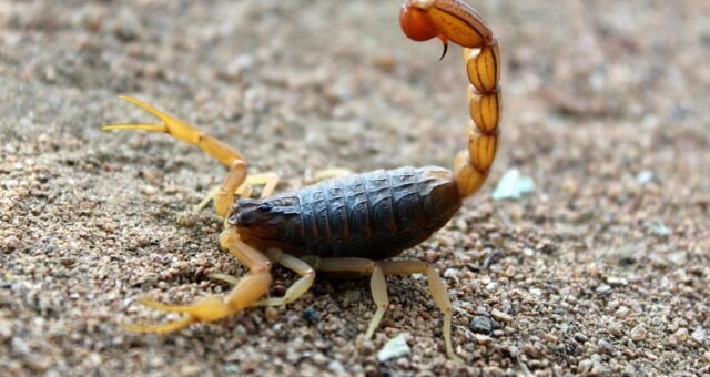 cresce-o-alerta-para-acidentes-com-escorpioes-que-atingem-animais-de-estimacao-pexels-1