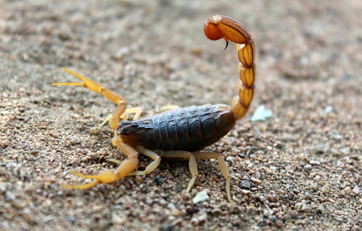 cresce-o-alerta-para-acidentes-com-escorpioes-que-atingem-animais-de-estimacao-pexels-1