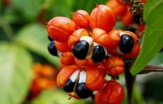 imagem_materia-guarana