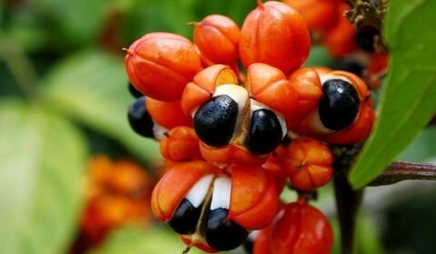 imagem_materia-guarana
