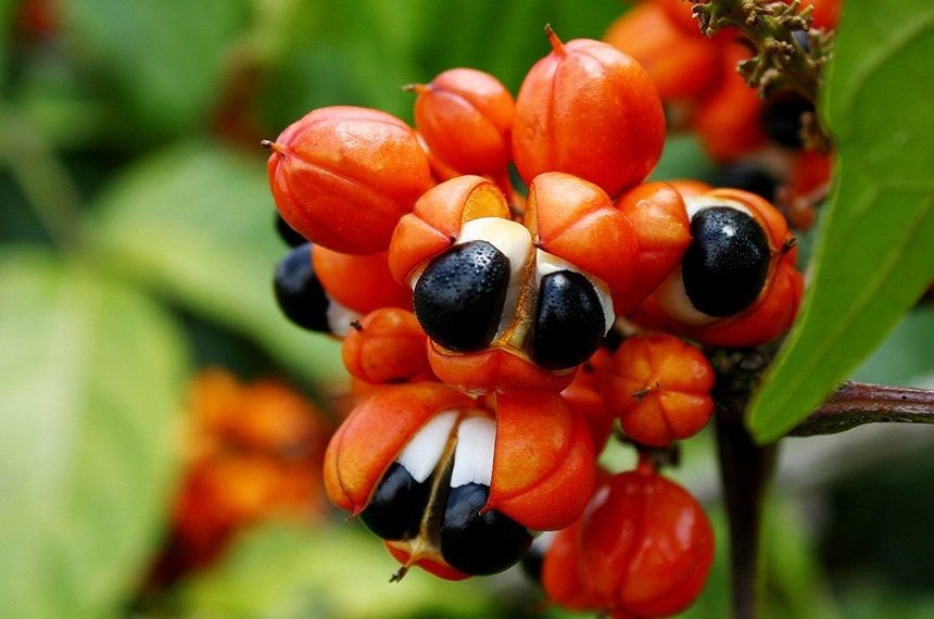 imagem_materia-guarana