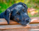 as-multiplas-vozes-da-causa-animal-pixabay-2