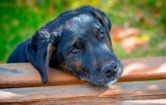 as-multiplas-vozes-da-causa-animal-pixabay-2