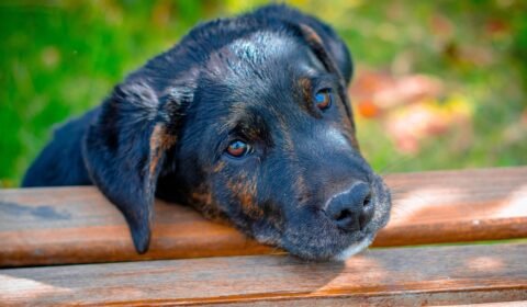 as-multiplas-vozes-da-causa-animal-pixabay-2