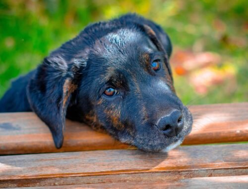 as-multiplas-vozes-da-causa-animal-pixabay-2