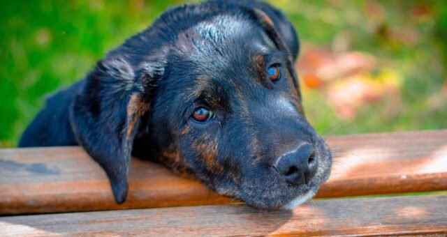 as-multiplas-vozes-da-causa-animal-pixabay-2