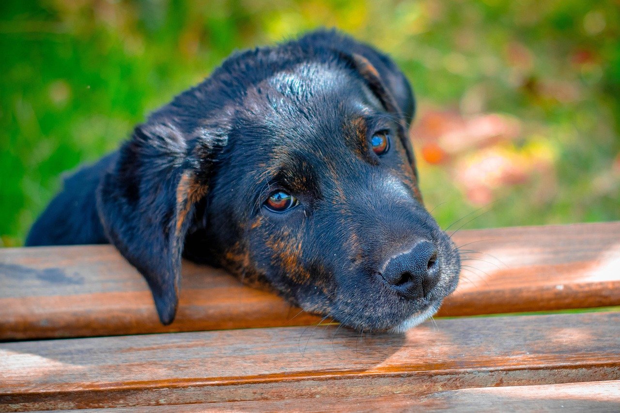 as-multiplas-vozes-da-causa-animal-pixabay-2