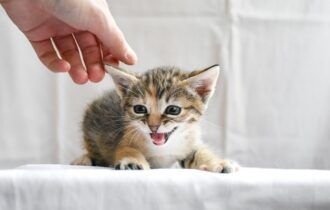 estrategias-eficazes-para-administrar-medicamentos-a-caes-e-gatos-pixabay-2